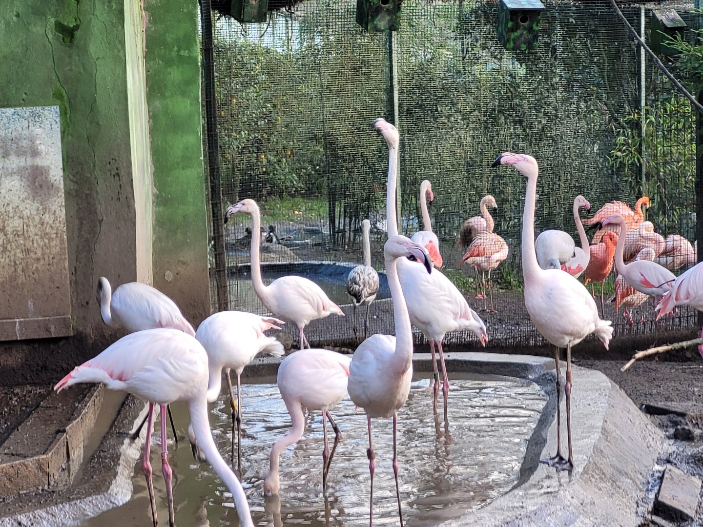 Greater flamingoes -Zoo de Santillana del Mar (2023)