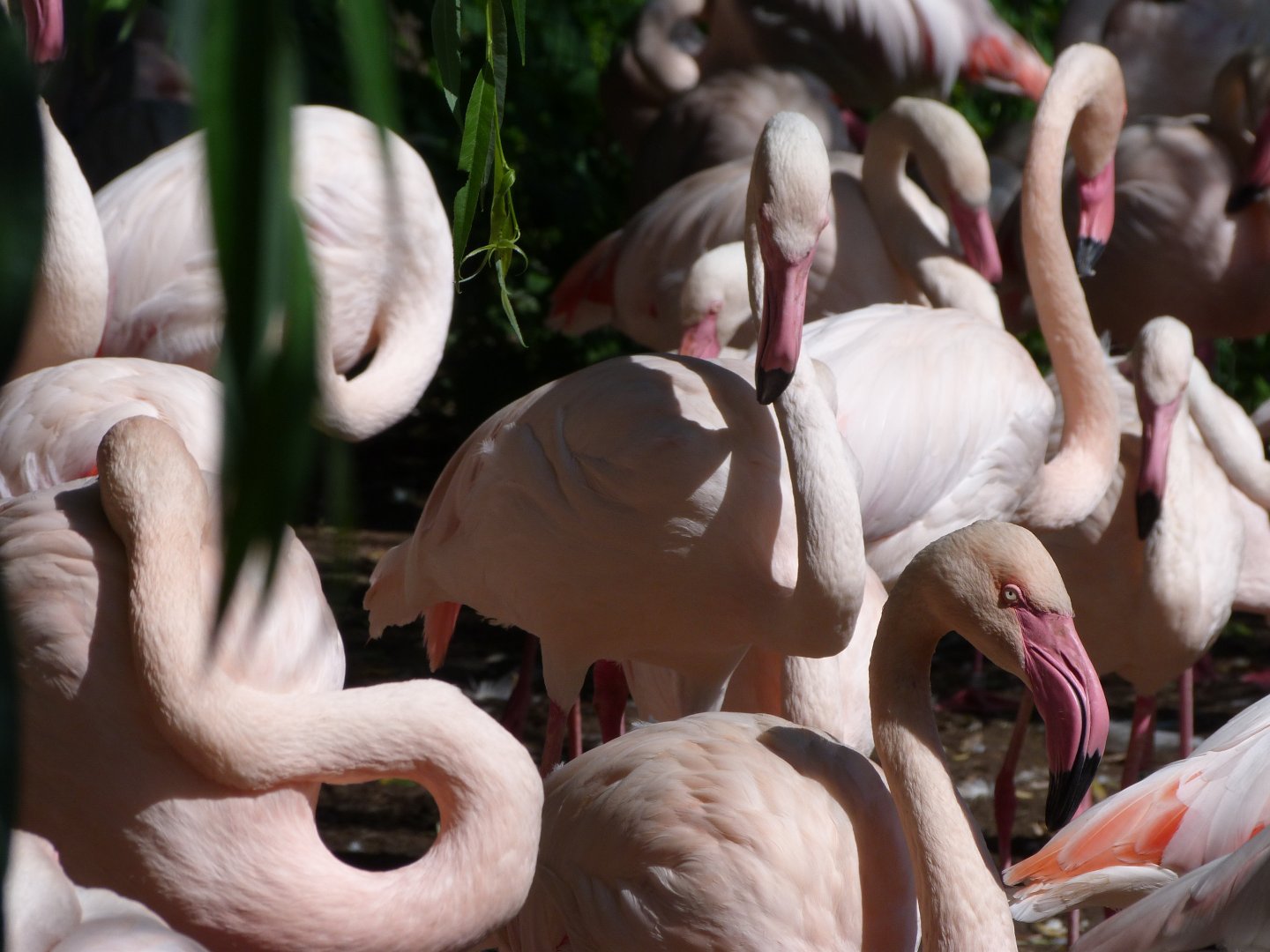 Greater flamingoes -Zoo Praha (2025)