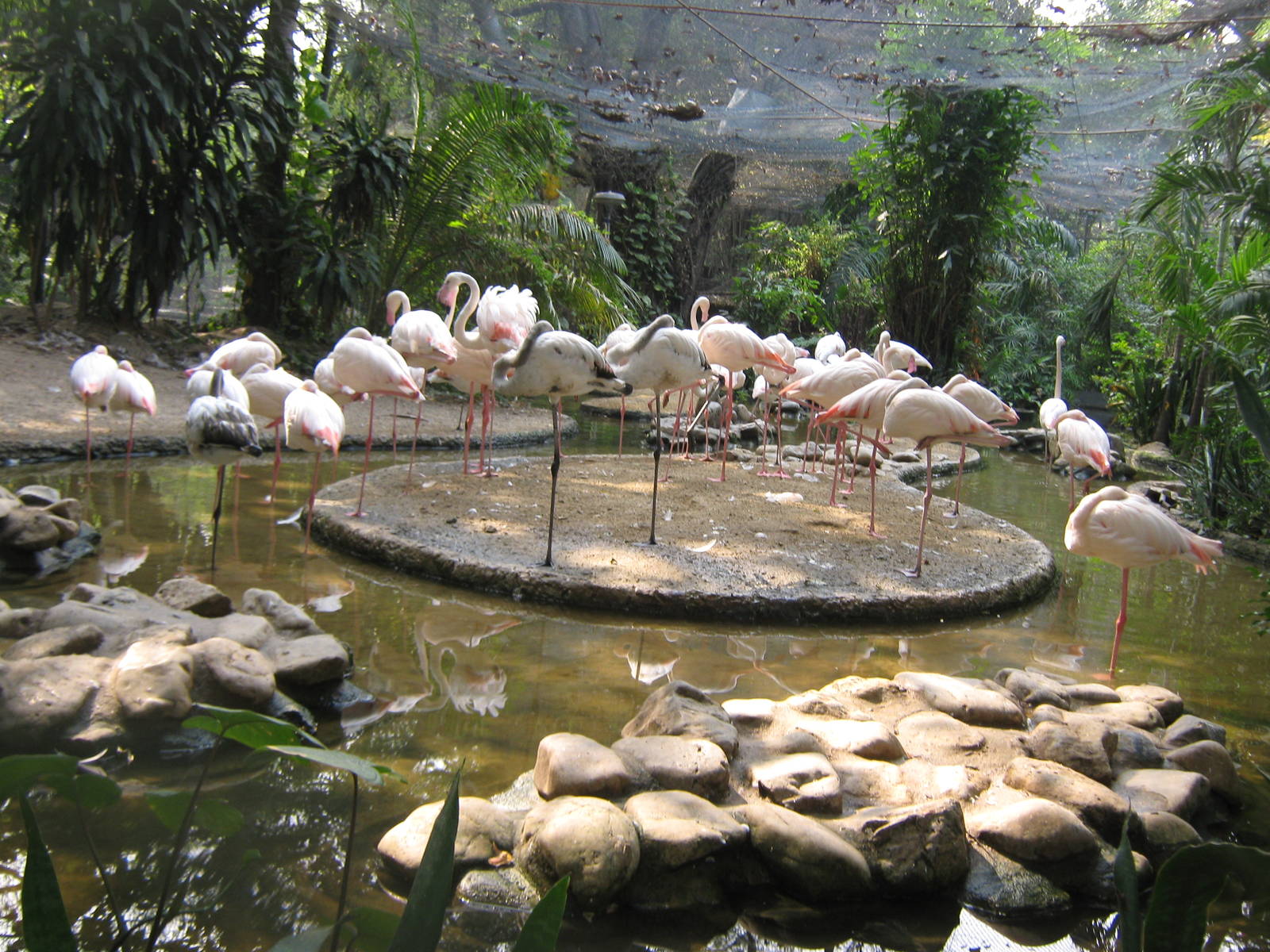 Greater Flamingoes