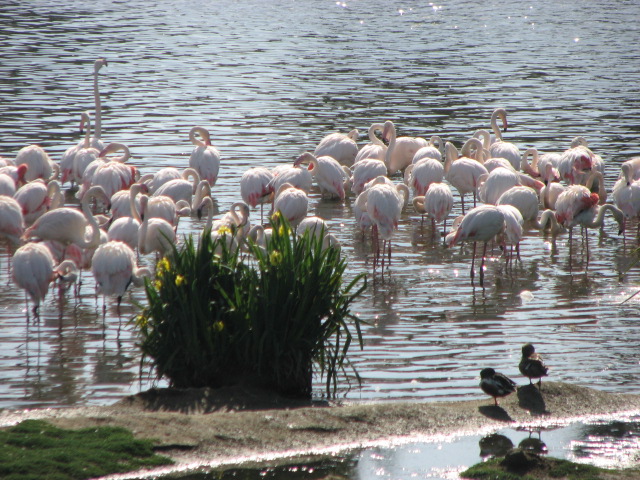 Greater Flamingoes