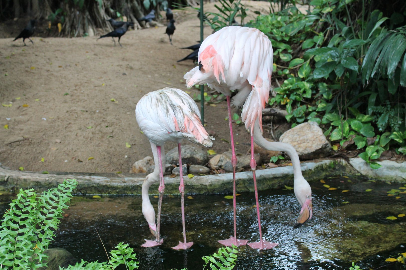 Greater Flamingoes