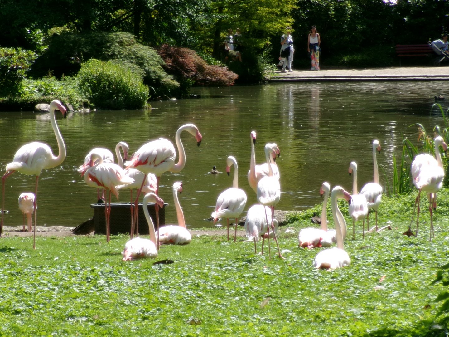 Greater flamingoes