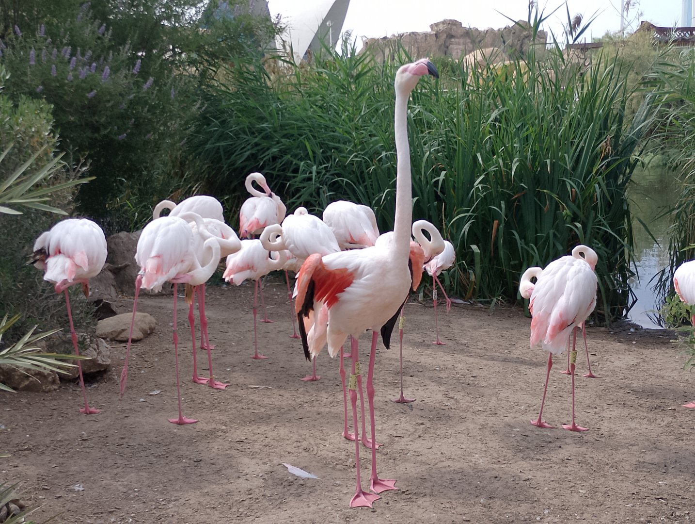 Greater flamingoes
