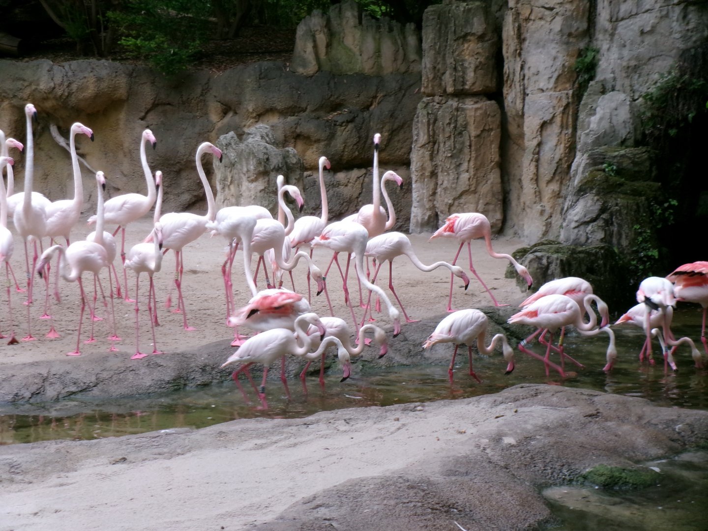 Greater flamingoes