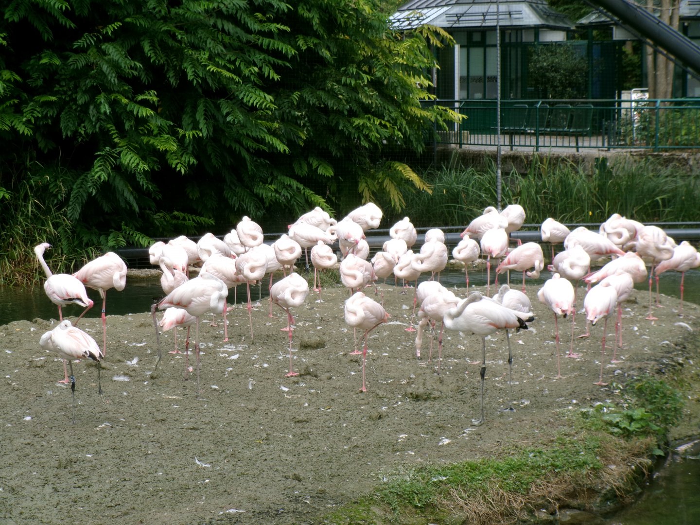 Greater flamingoes