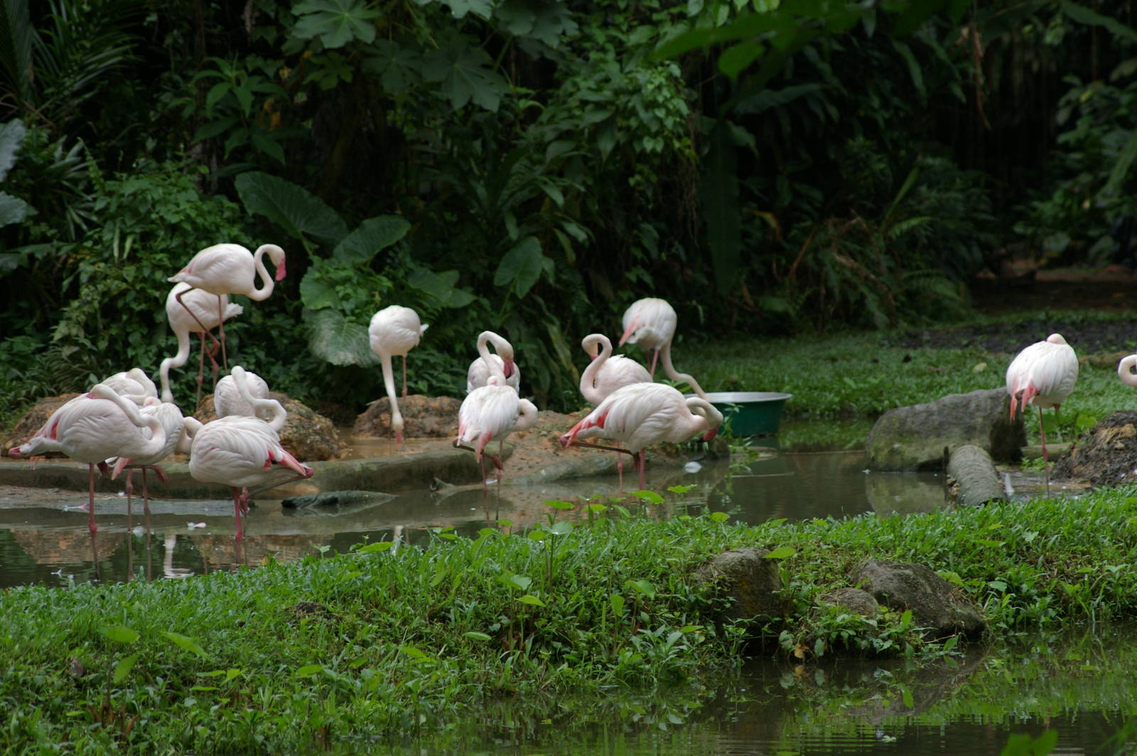 greater flamingoes