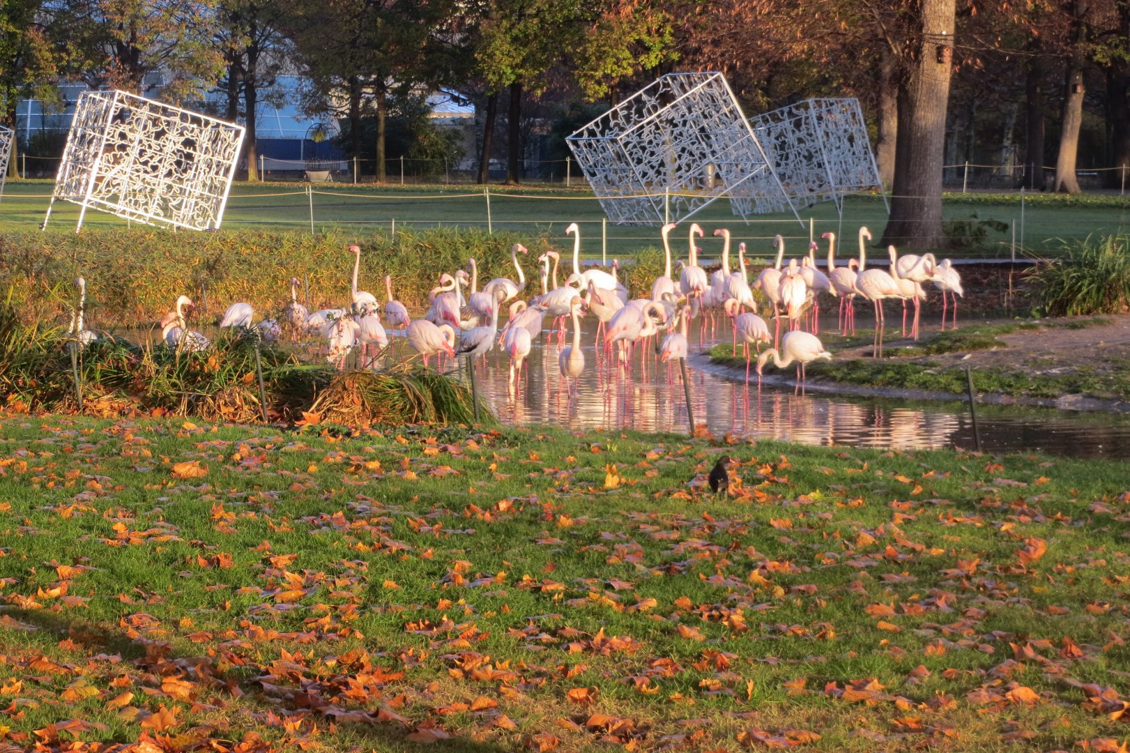 Greater flamingos 011218