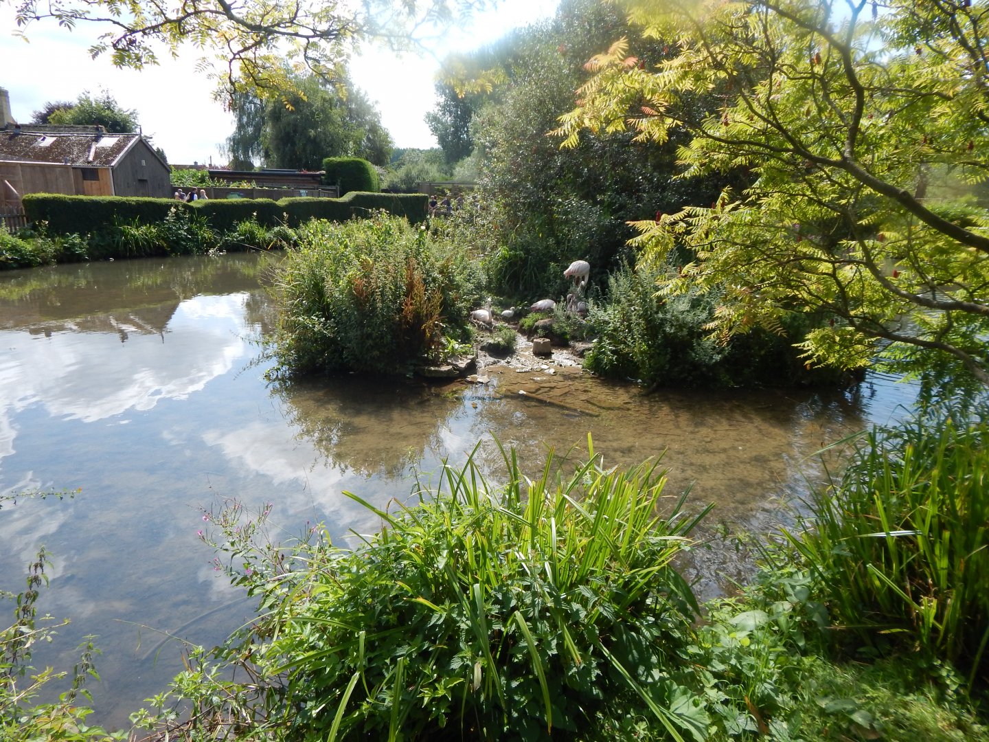 Greater flamingos 030821