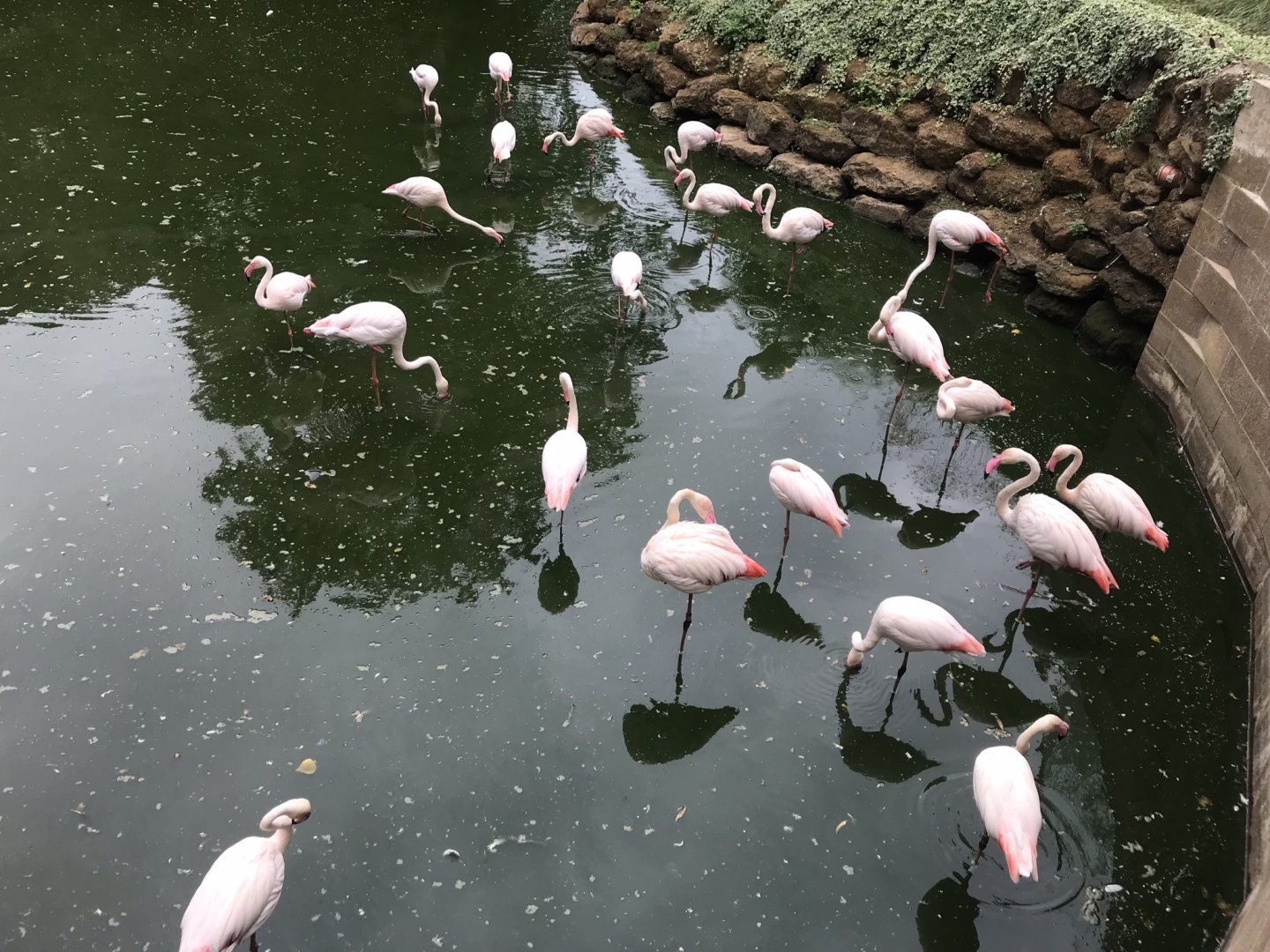 Greater flamingos 080818