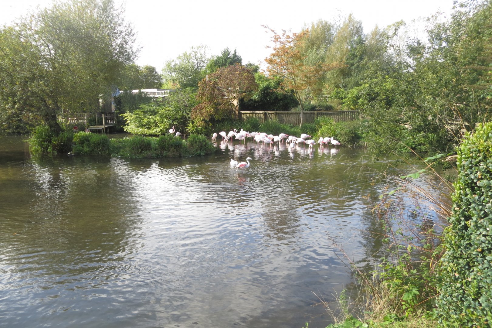 Greater flamingos 081019