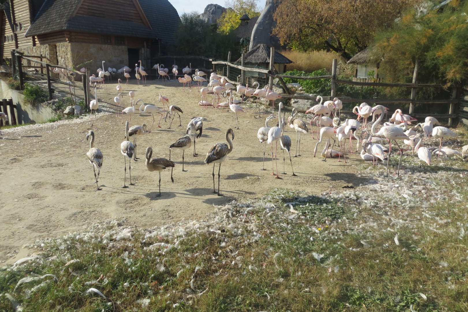 Greater flamingos 171018