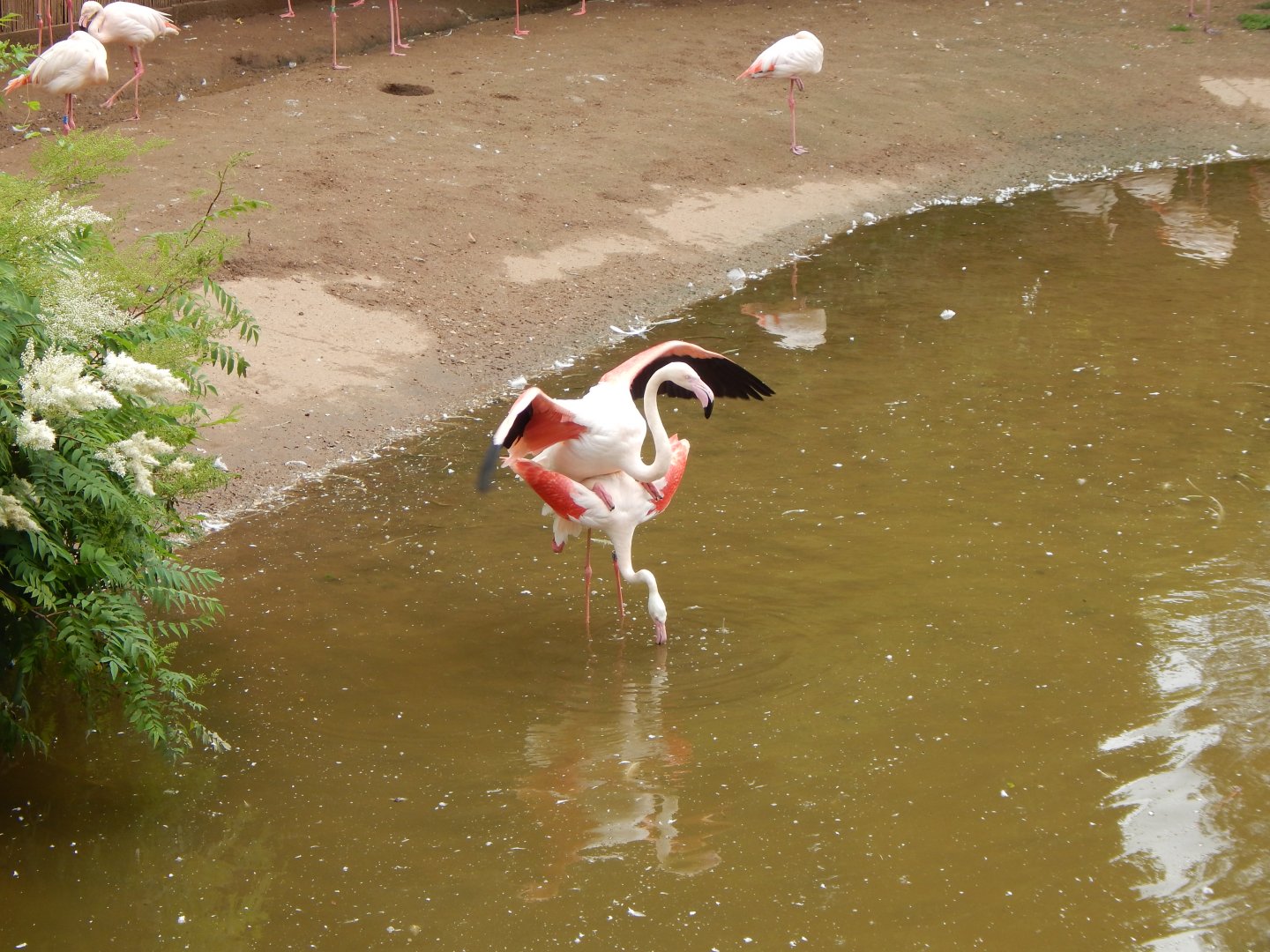 Greater flamingos 190622