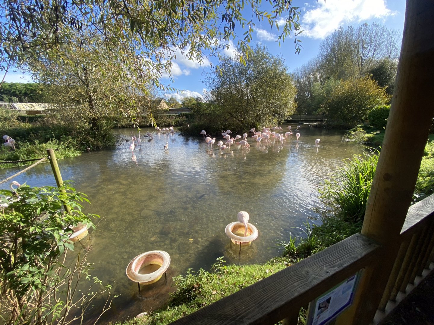 Greater flamingos 241023