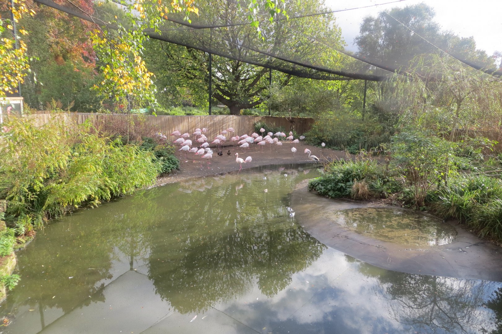 Greater flamingos 261018