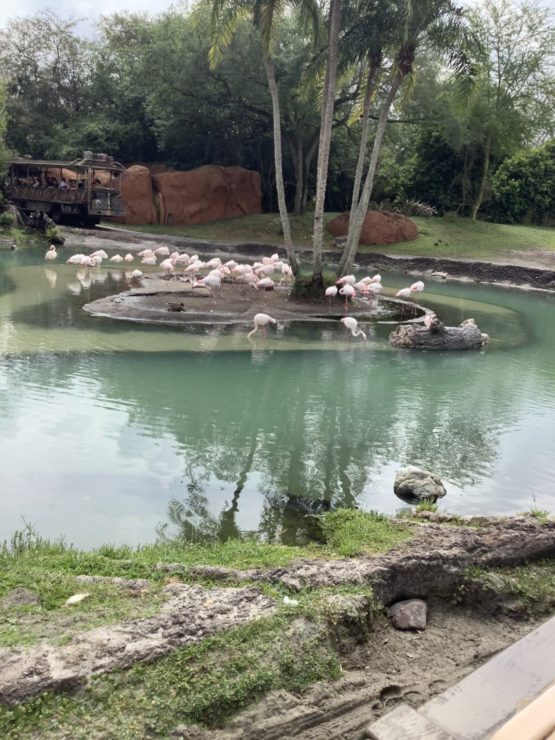 Greater Flamingos 3/18/24