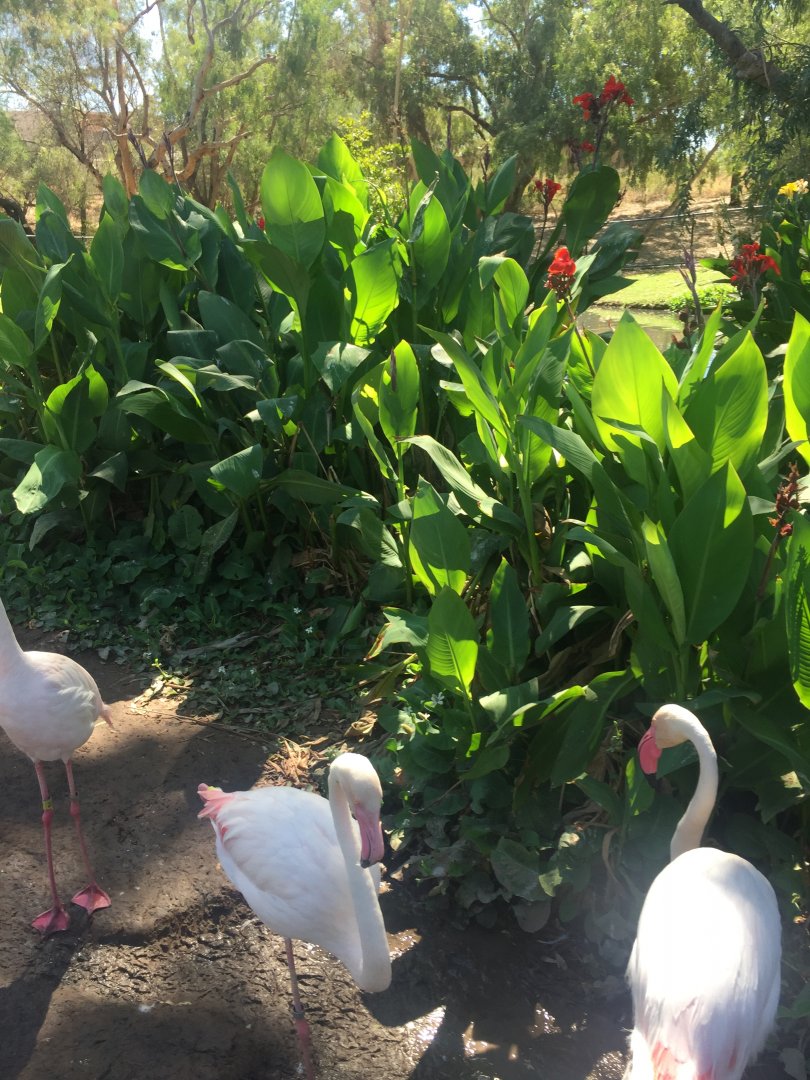 Greater Flamingos 6-22-2019