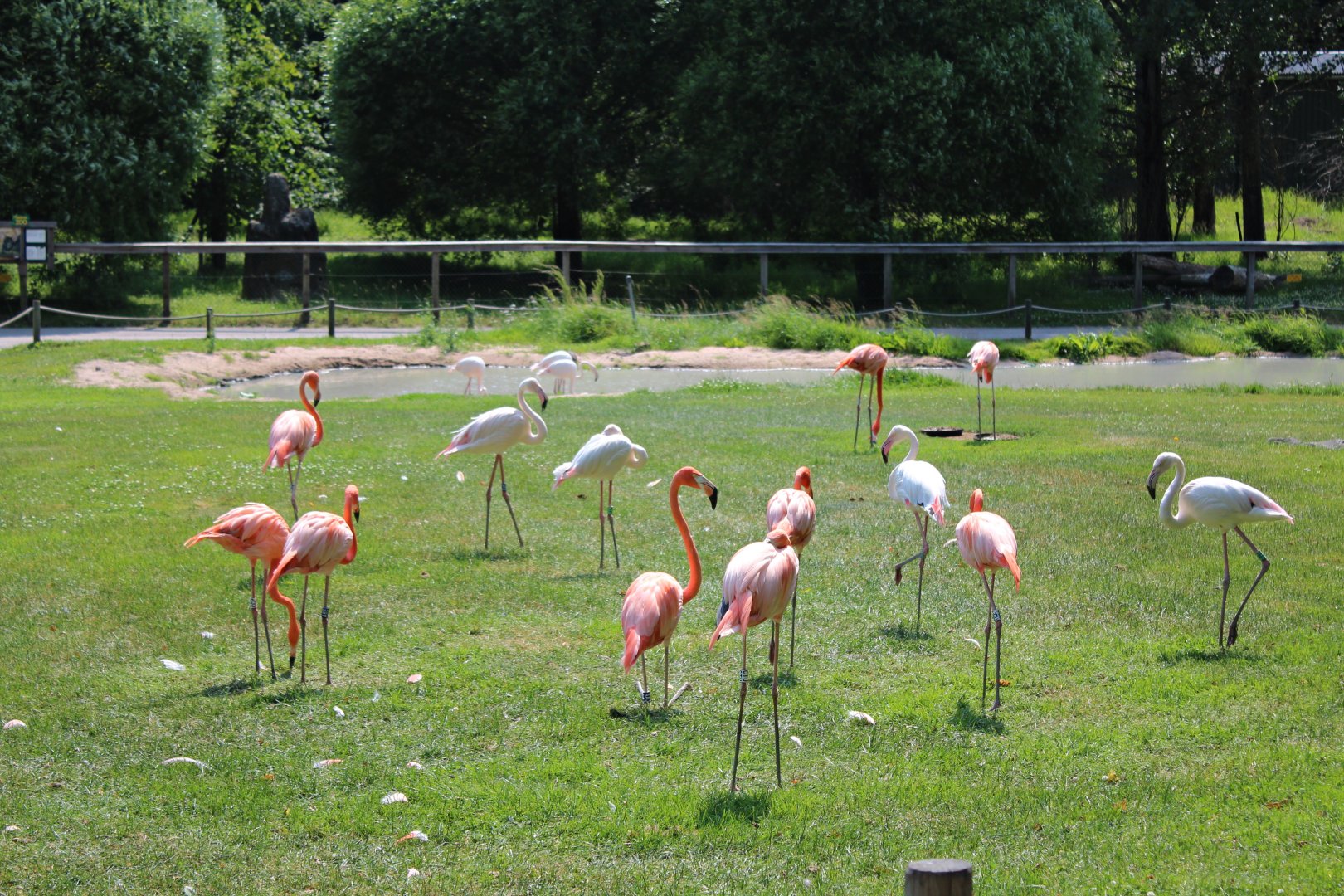 Greater flamingos and American flamingos (2013)
