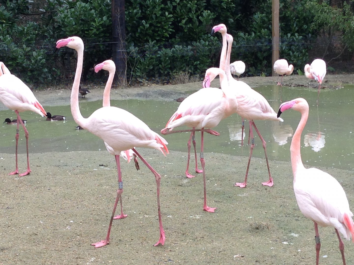 Greater Flamingos and Baer's Pochards?