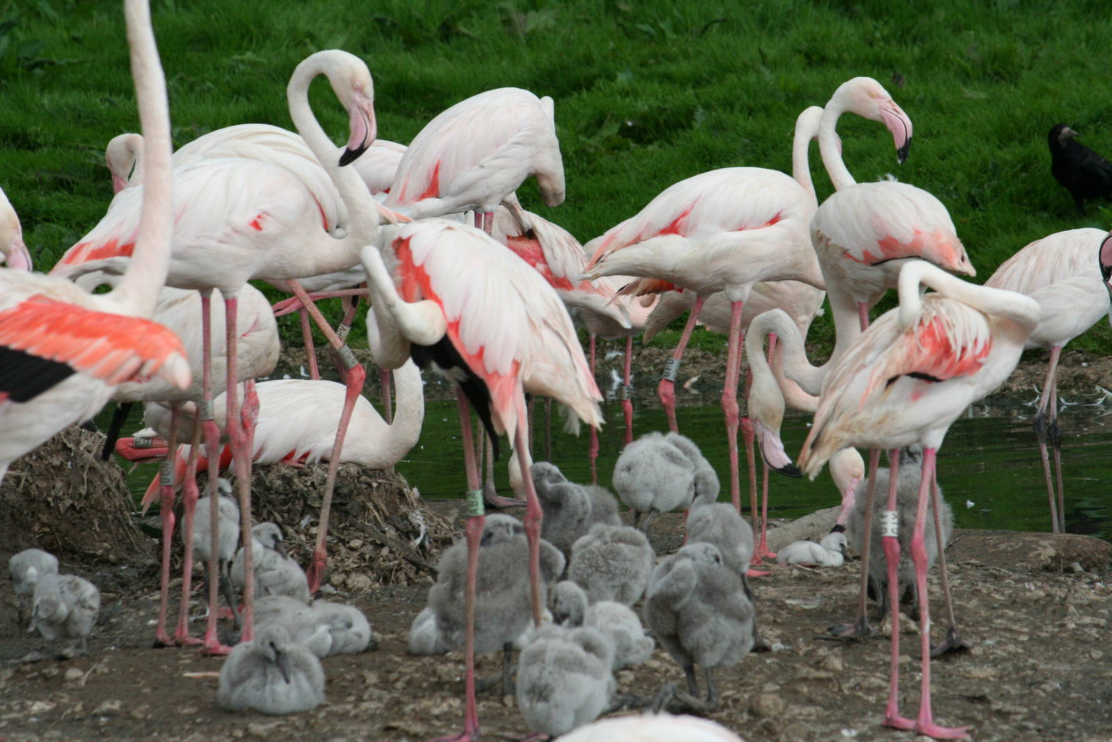 Greater flamingos and chicks