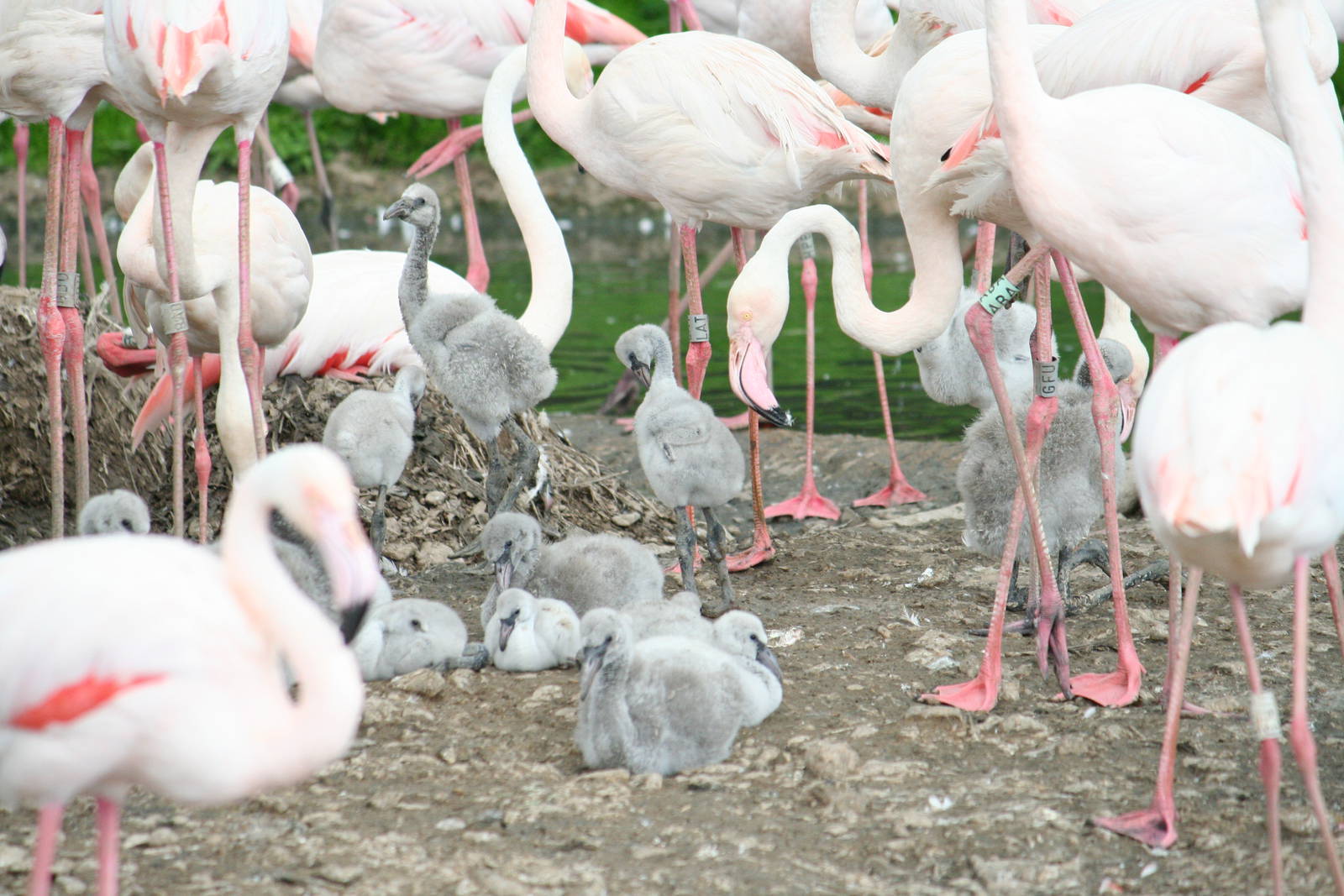 Greater flamingos and chicks