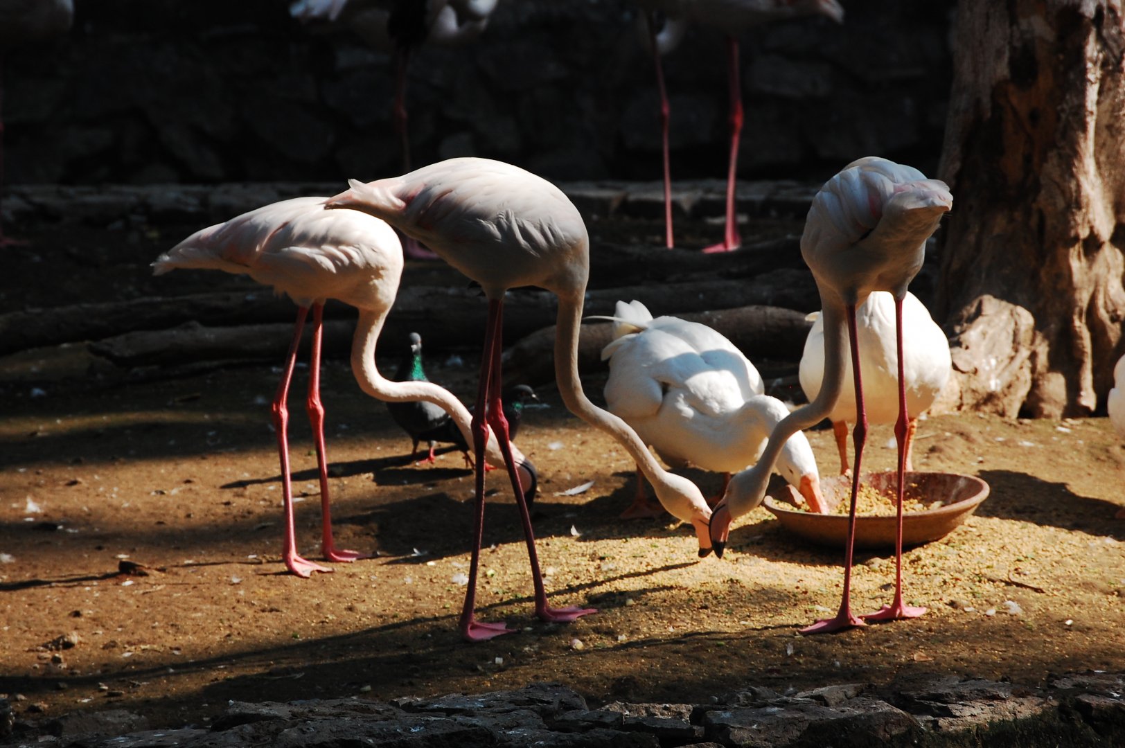 Greater flamingos and domestic geese feeding - Lahore zoo 17/11/2019