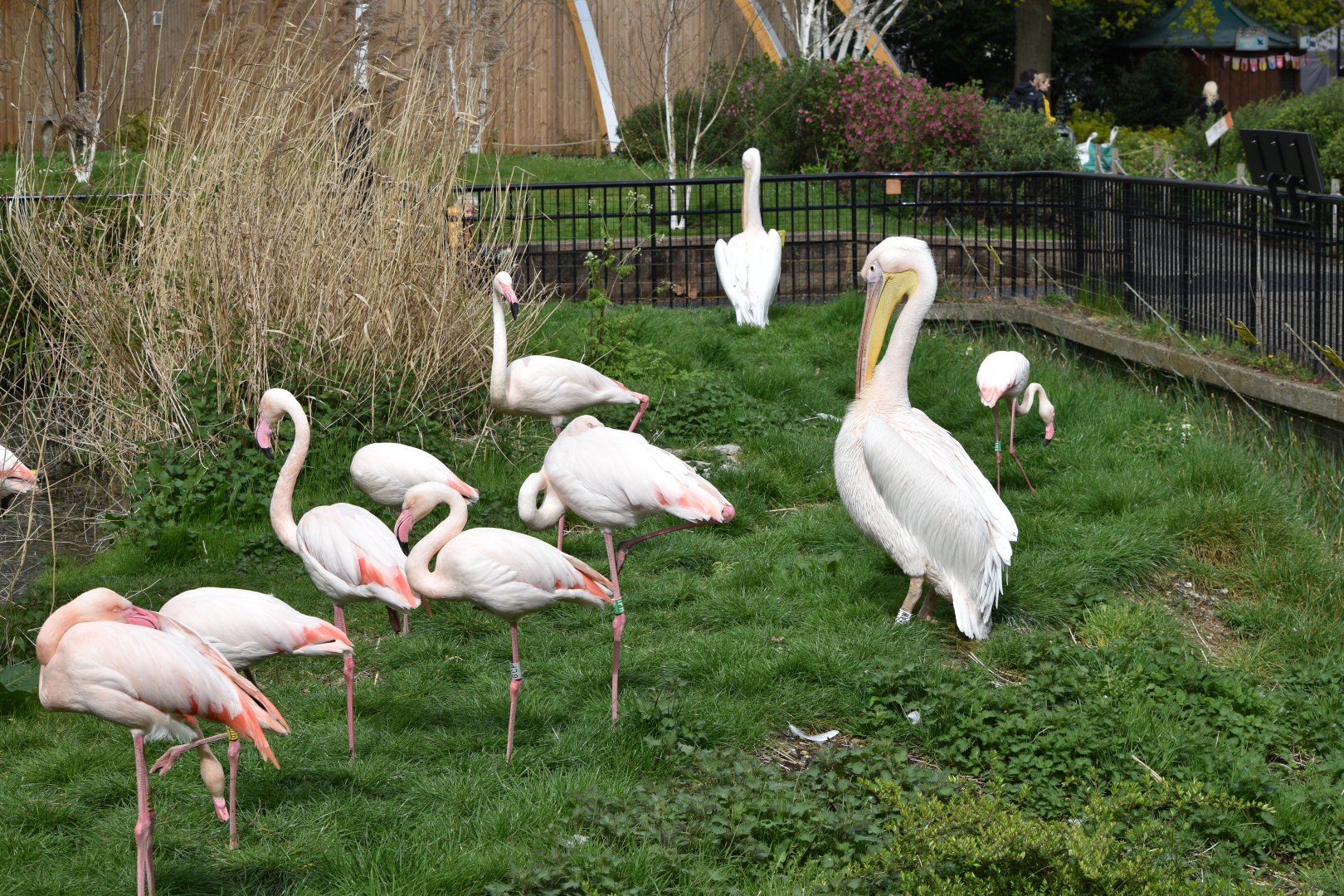 Greater flamingos and great white pelican