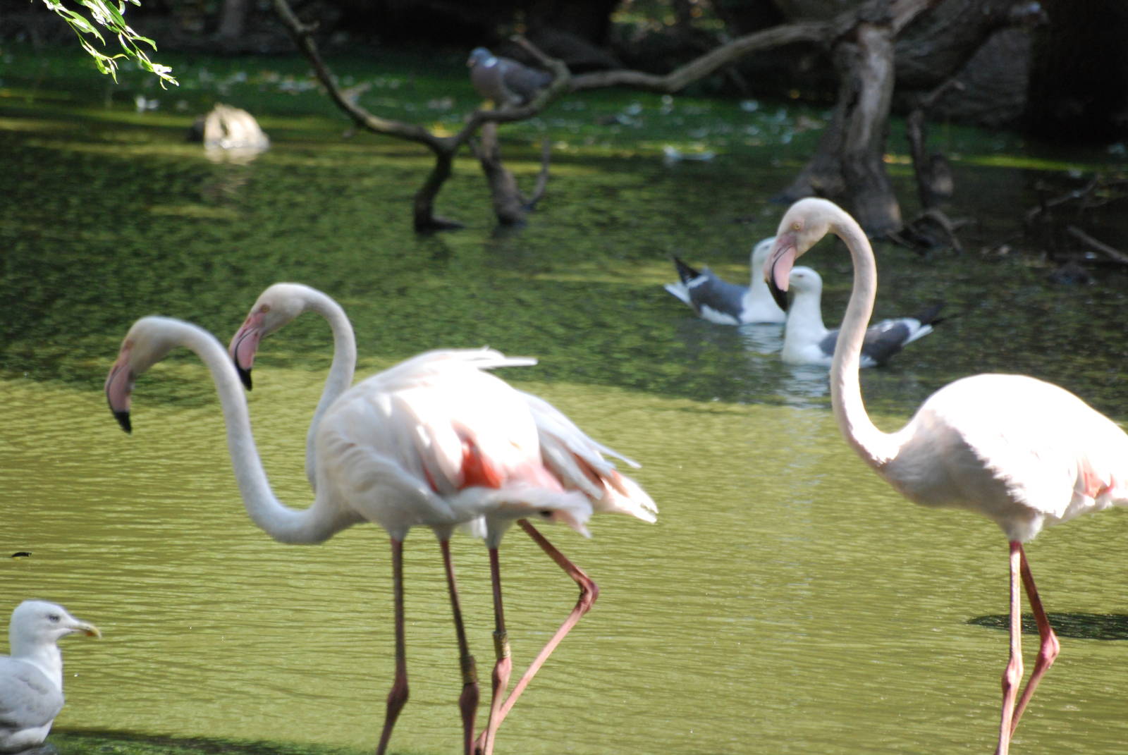 Greater flamingos at Africa Alive!