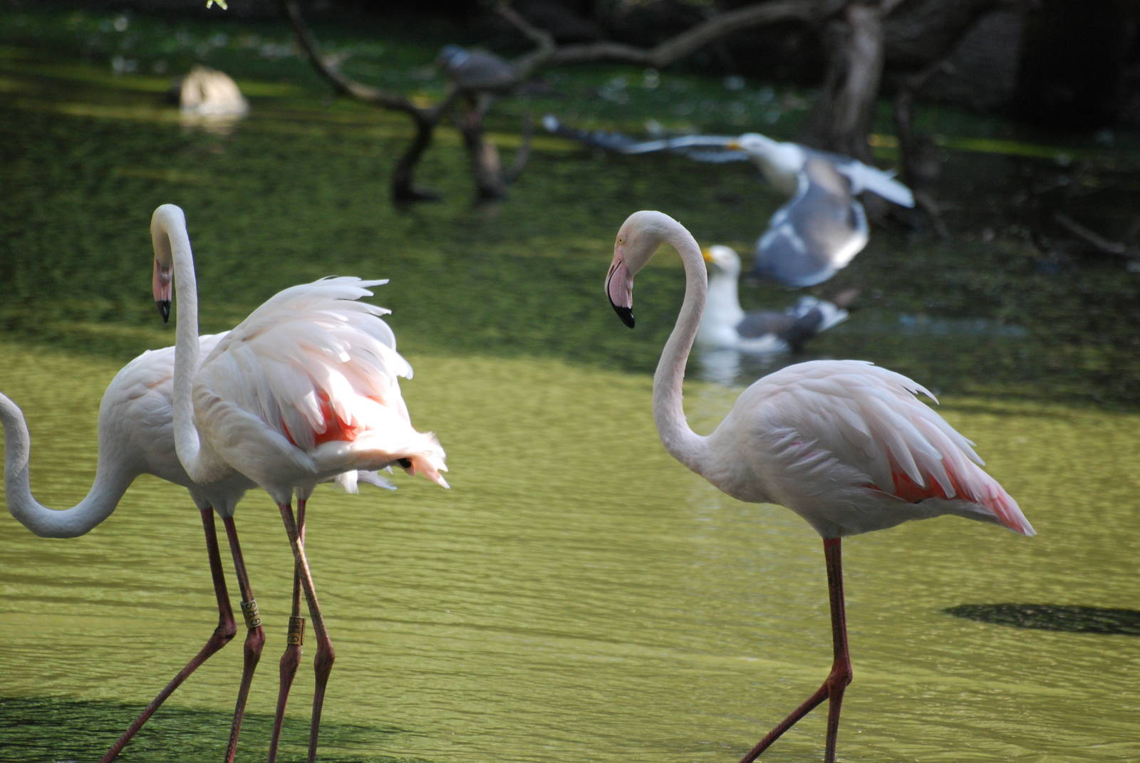 Greater flamingos at Africa Alive!