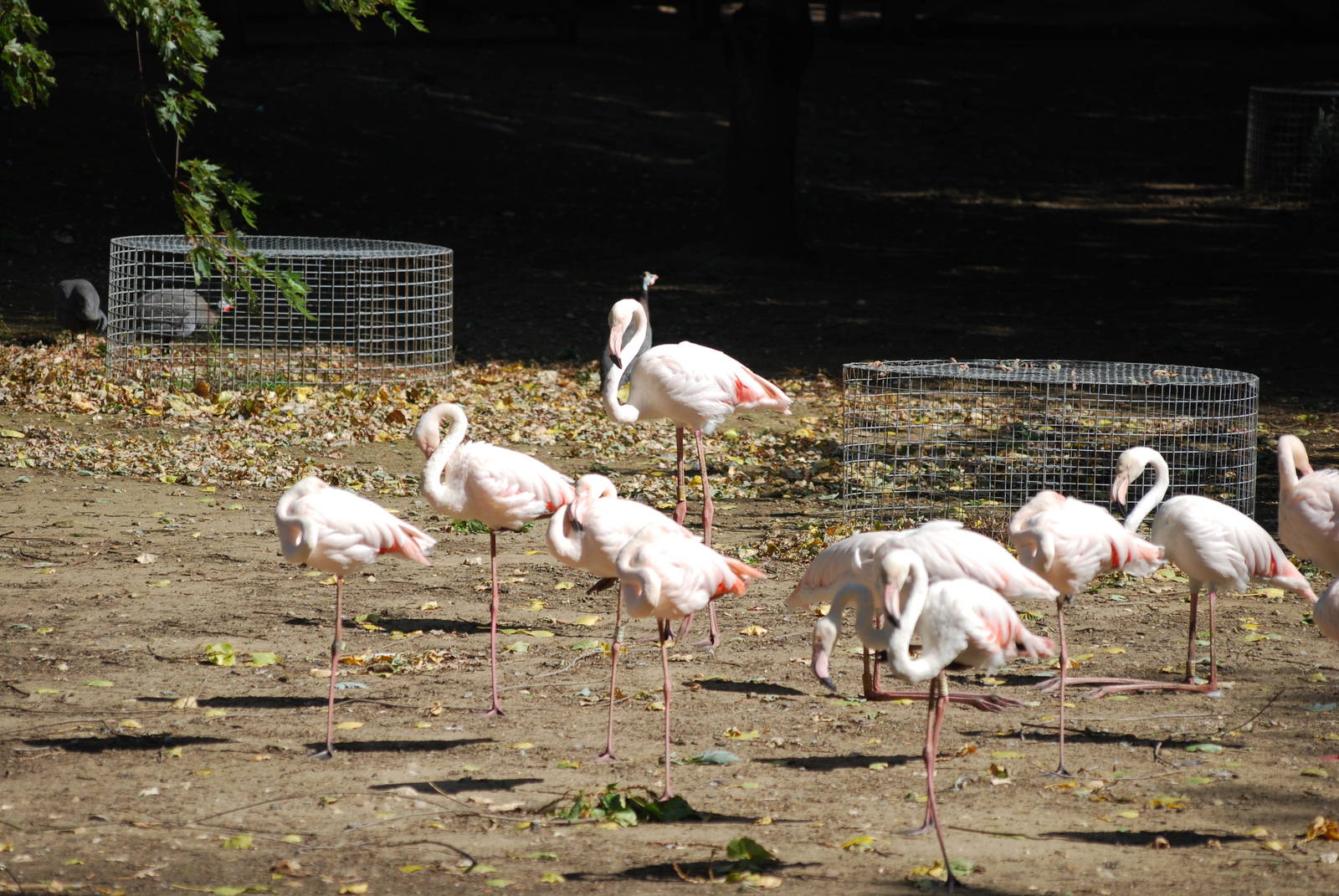 Greater flamingos at Africa Alive!
