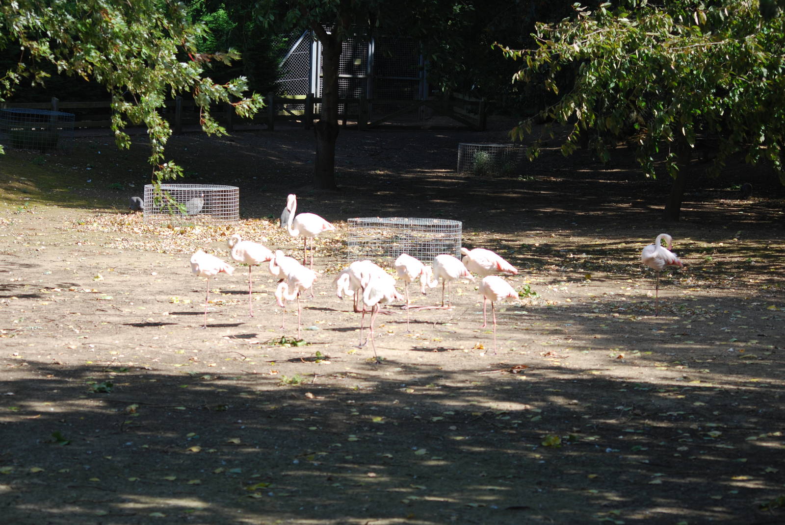 Greater flamingos at Africa Alive!