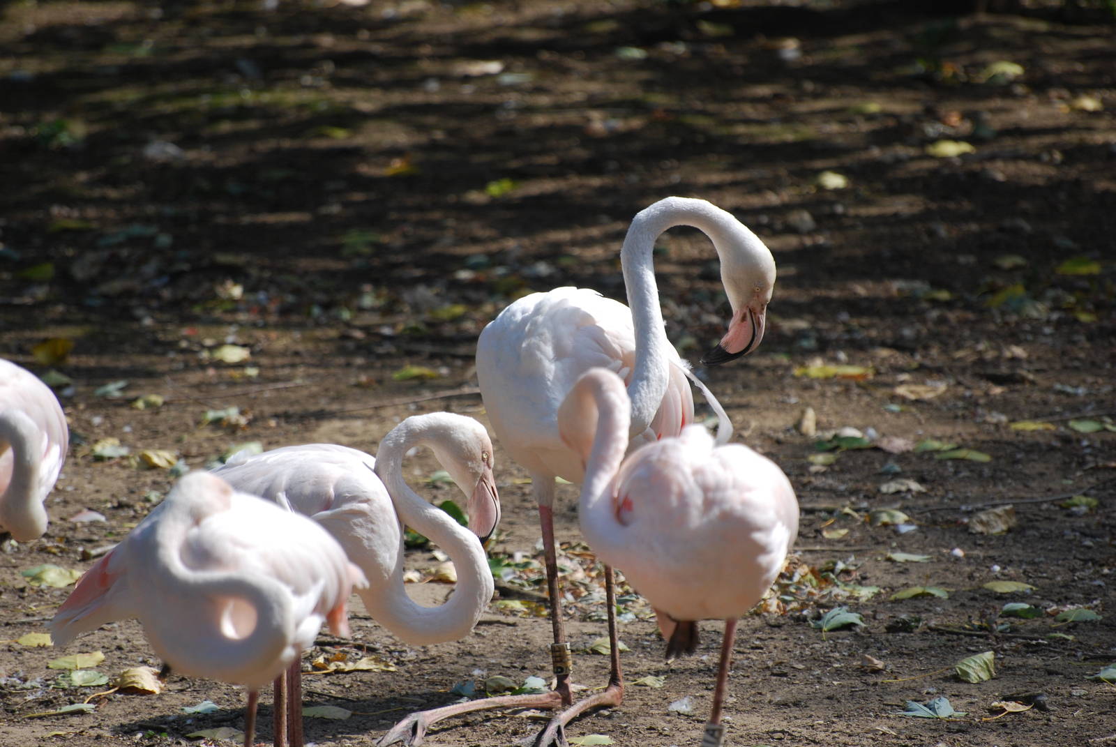 Greater flamingos at Africa Alive!