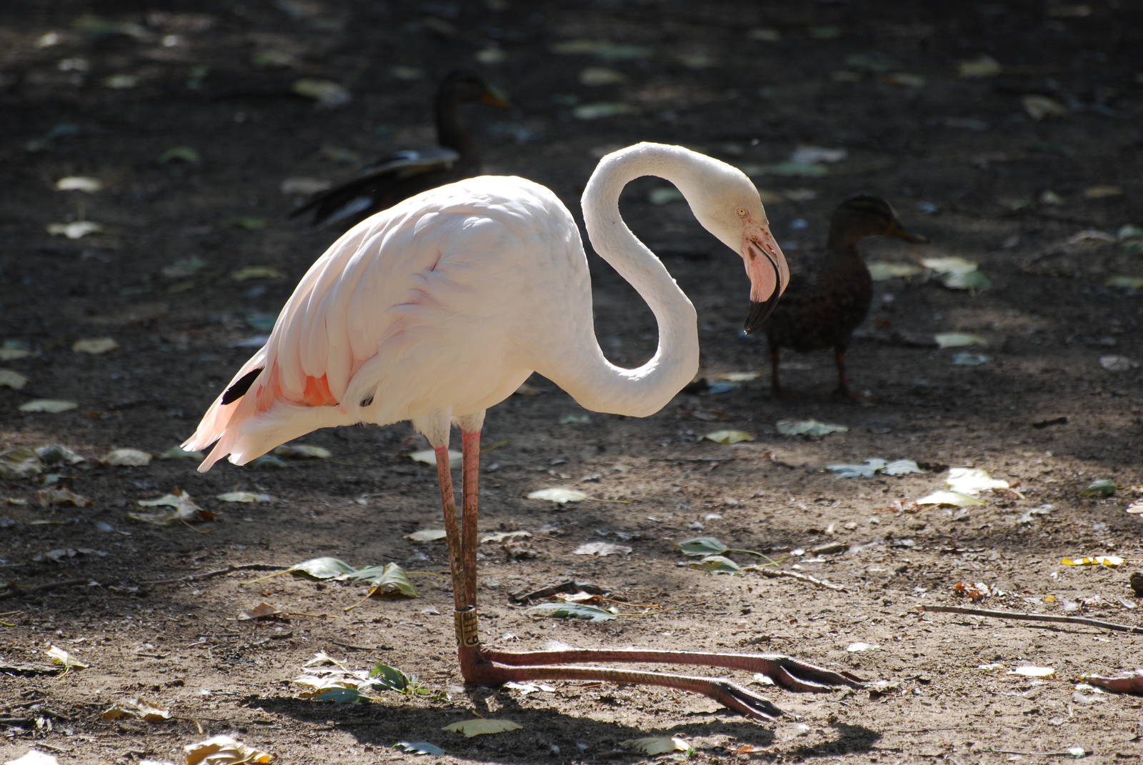 Greater flamingos at Africa Alive!