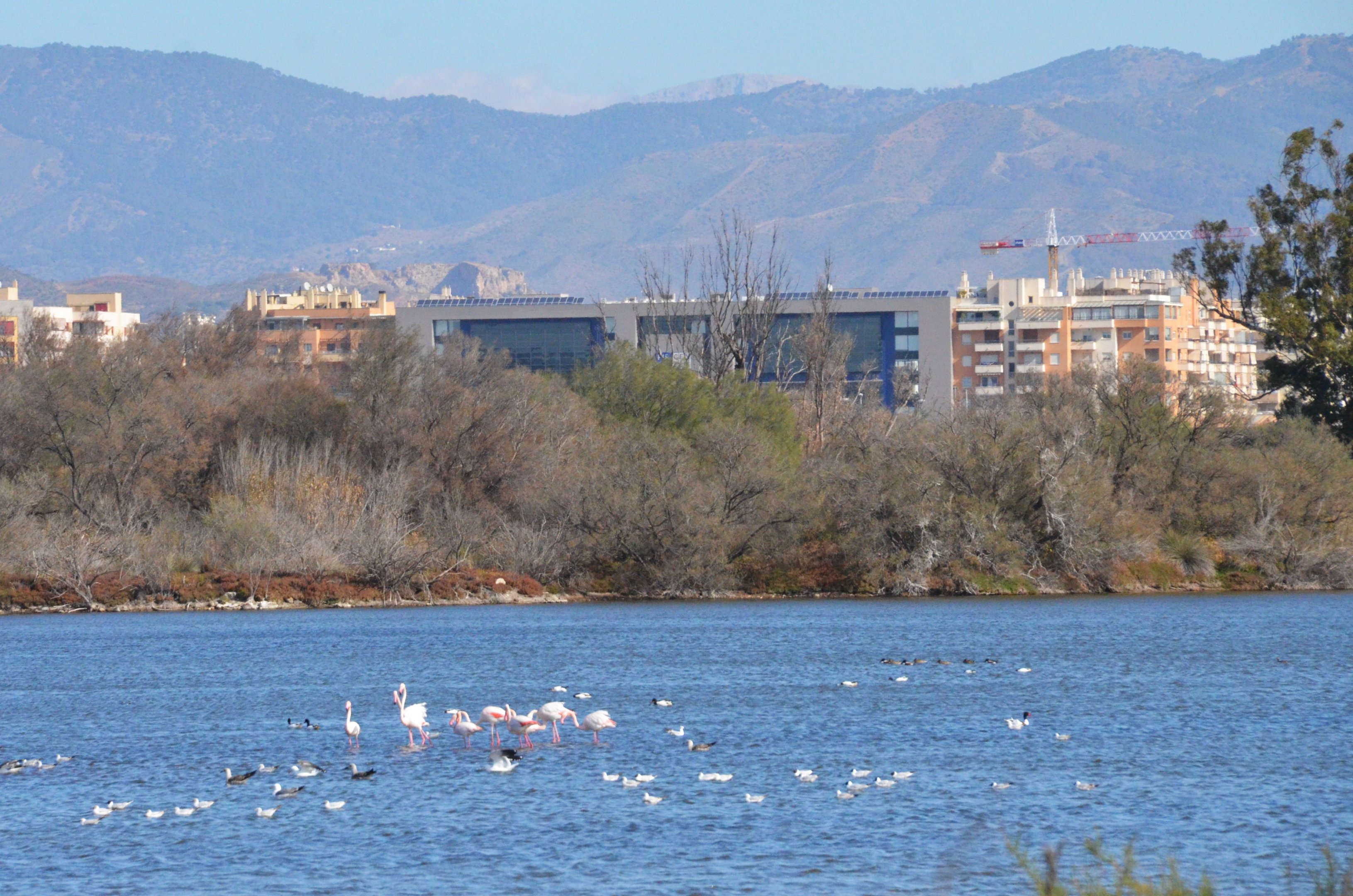 Greater Flamingos at Desembocadura del Guadalhorce Natural Park, 13/03/19