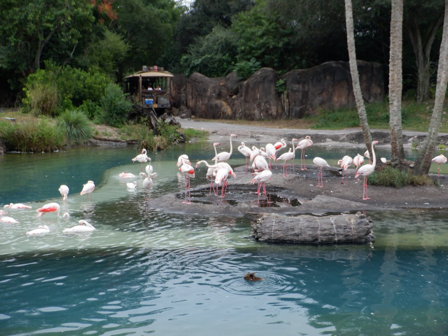 Greater Flamingos at Disney's Animal Kingdom