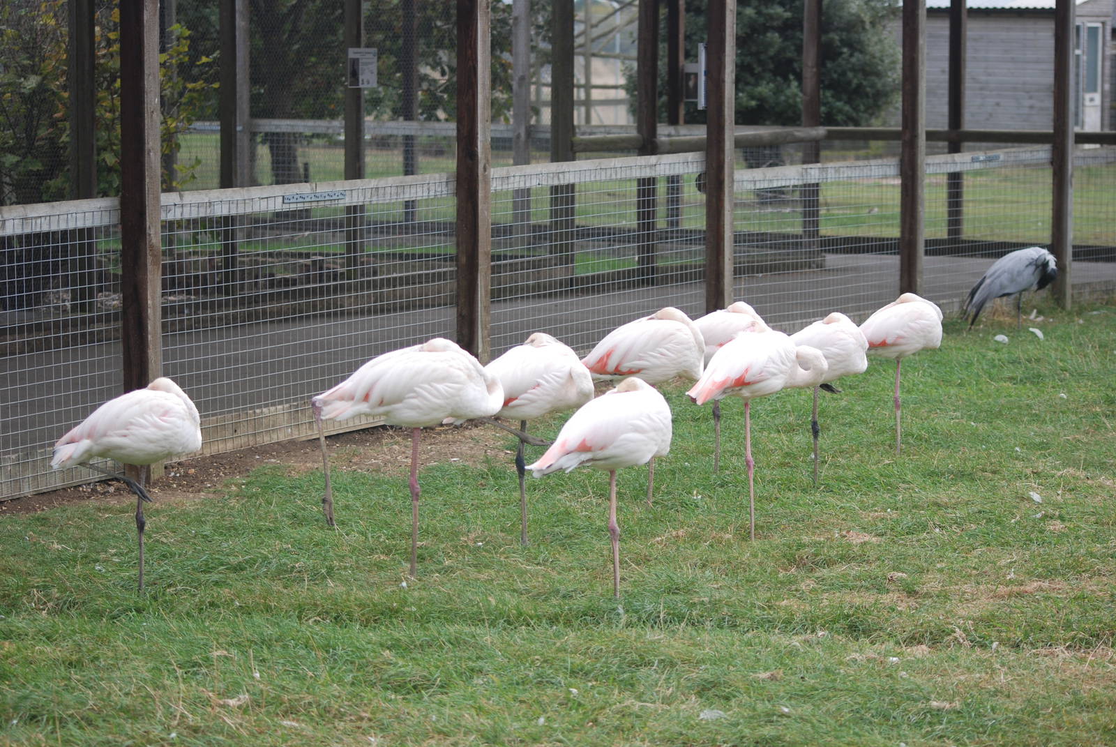 Greater Flamingos at Hamerton, 08/10/11