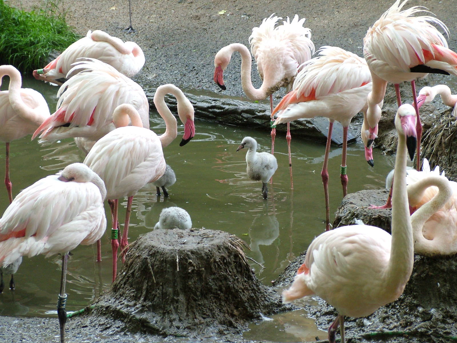 Greater Flamingos at Jihlava, 31/05/10