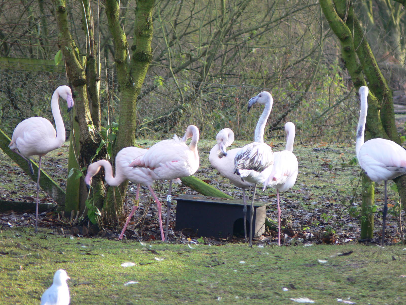 Greater Flamingos at Martin Mere WWT 08/12/12