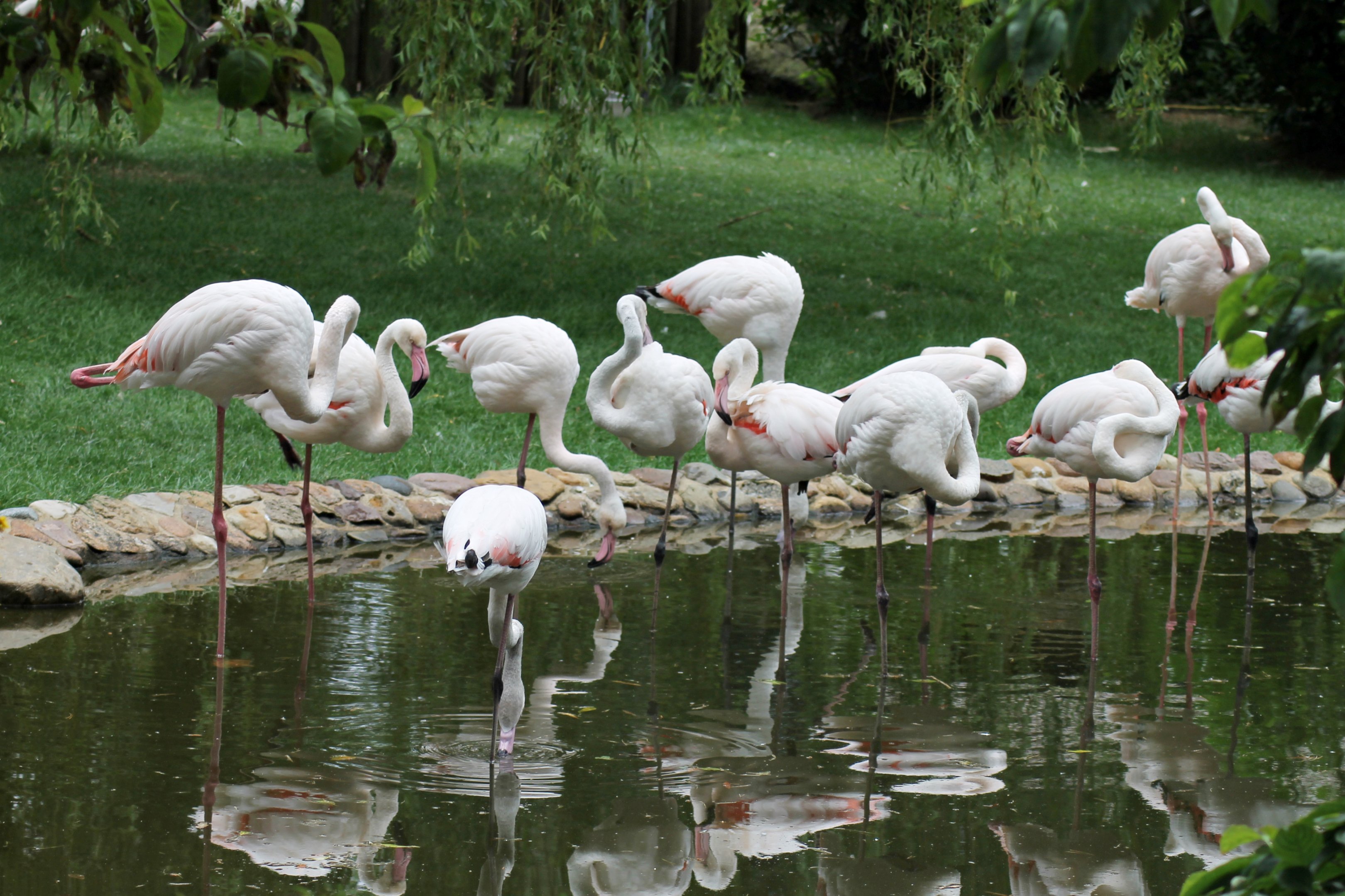 Greater flamingos back in their enclosure (July 7th)