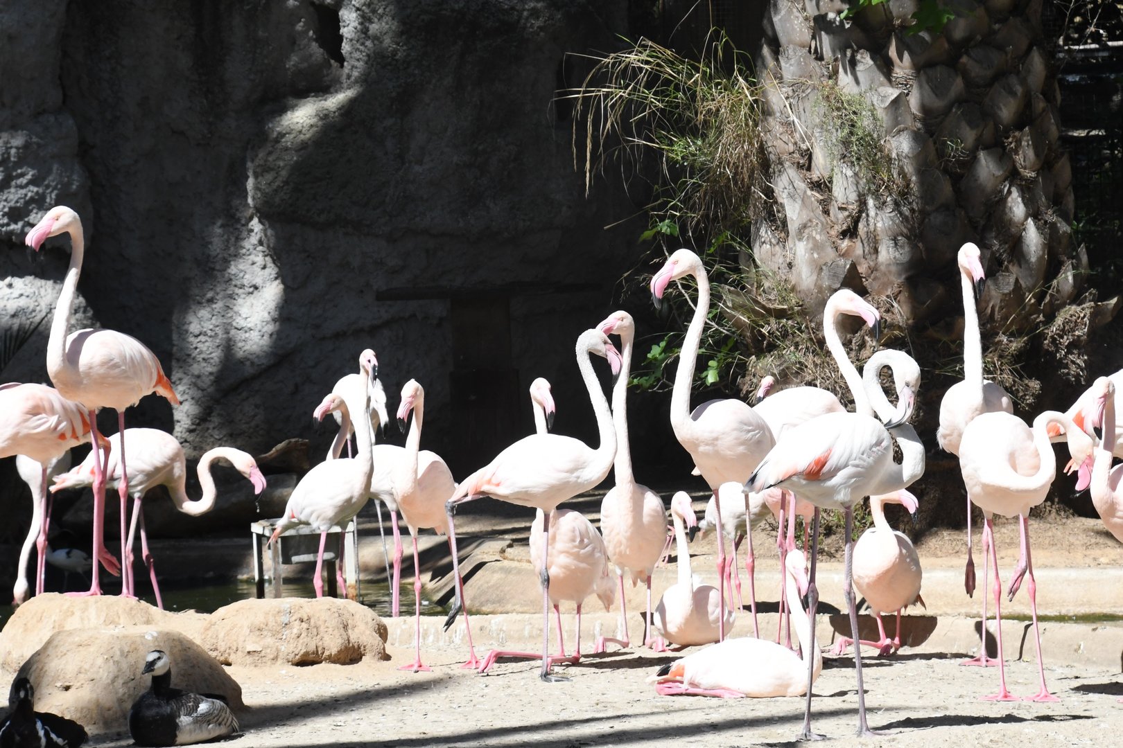 Greater Flamingos, Barnacle Goose, and Red-breasted Goose