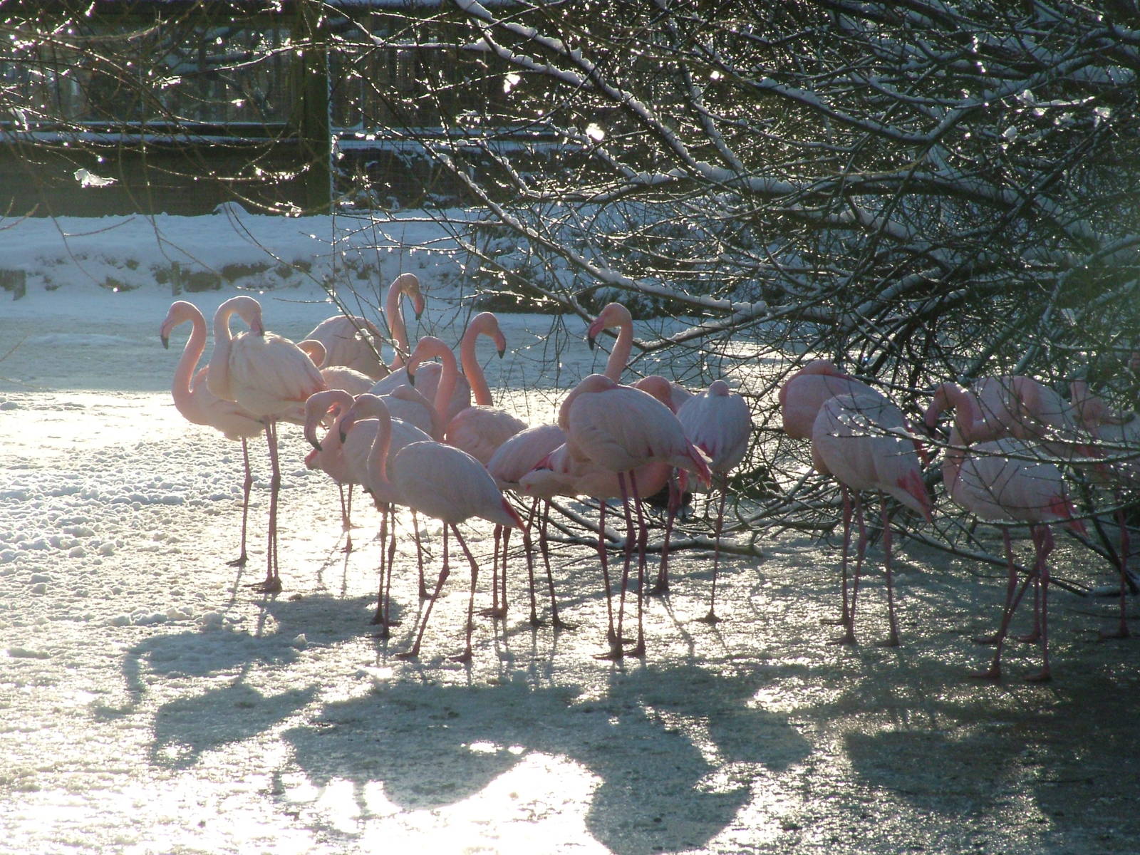 Greater Flamingos, Blackbrook in the Snow, 03/01/10