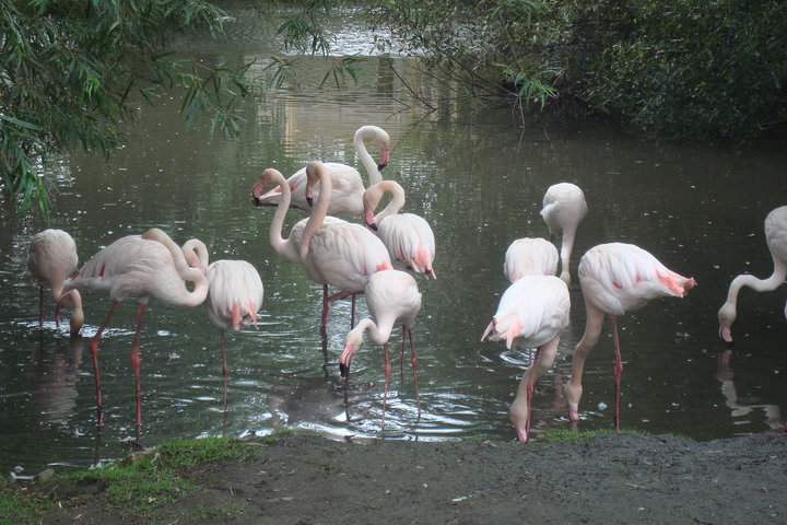 Greater Flamingos - Blackbrook Zoo 2009