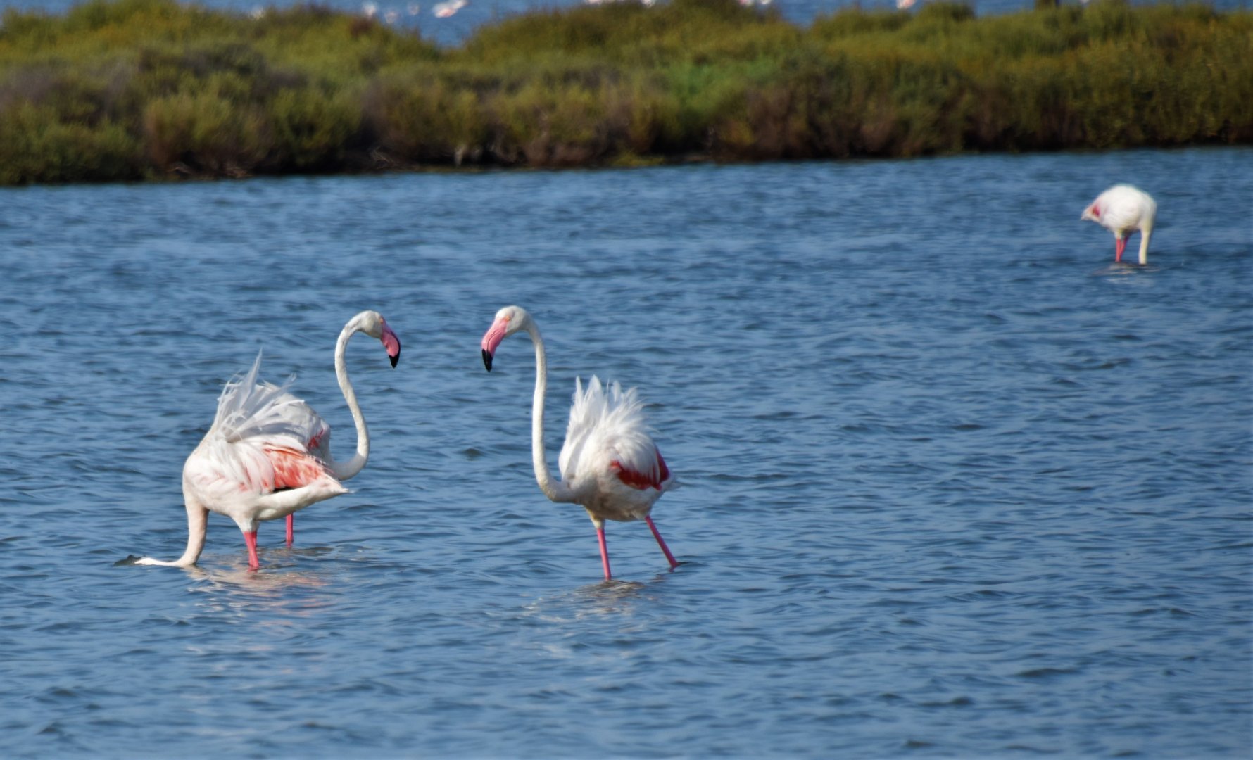 Greater flamingos - Camargue wetlands