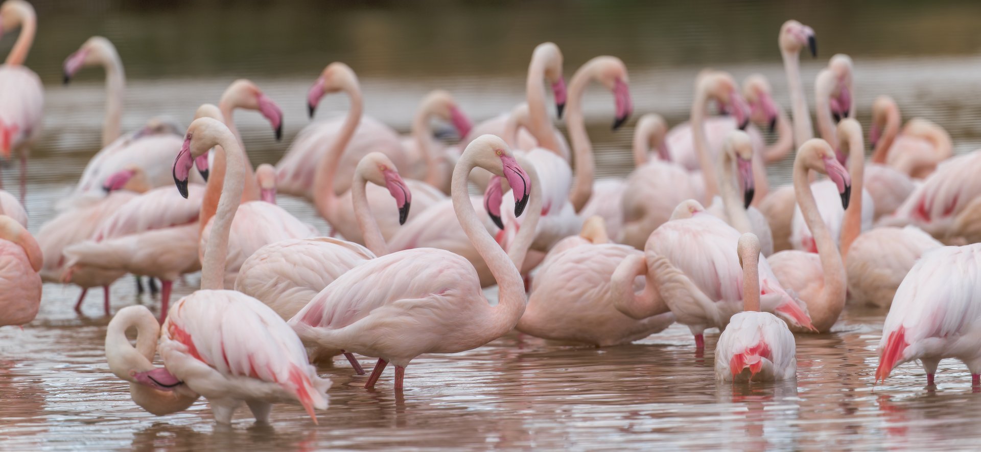 Greater Flamingos, Chester, UK