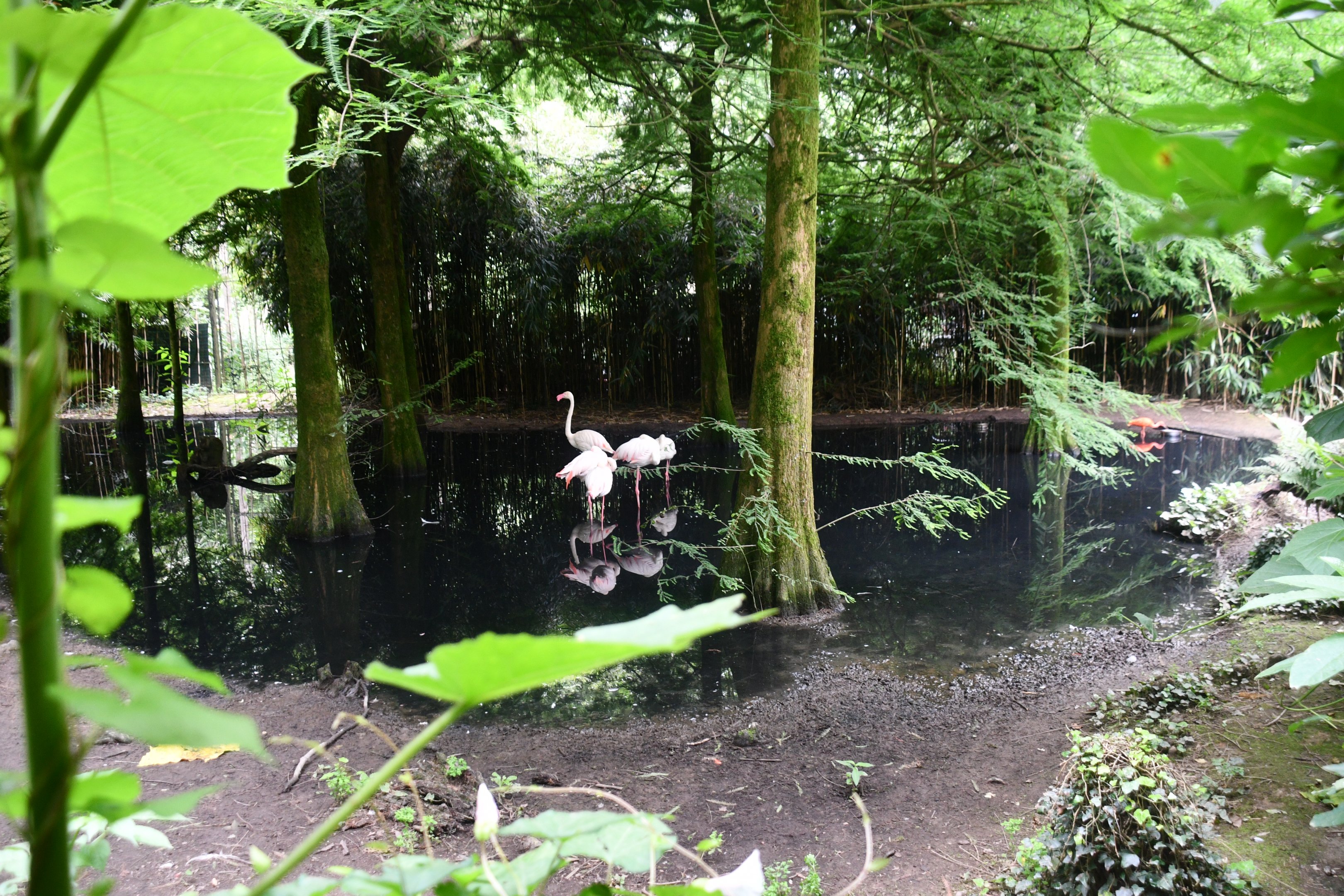Greater Flamingos exhibit (mixed with Turkey, Scarlet Ibises, and Waterfowl)
