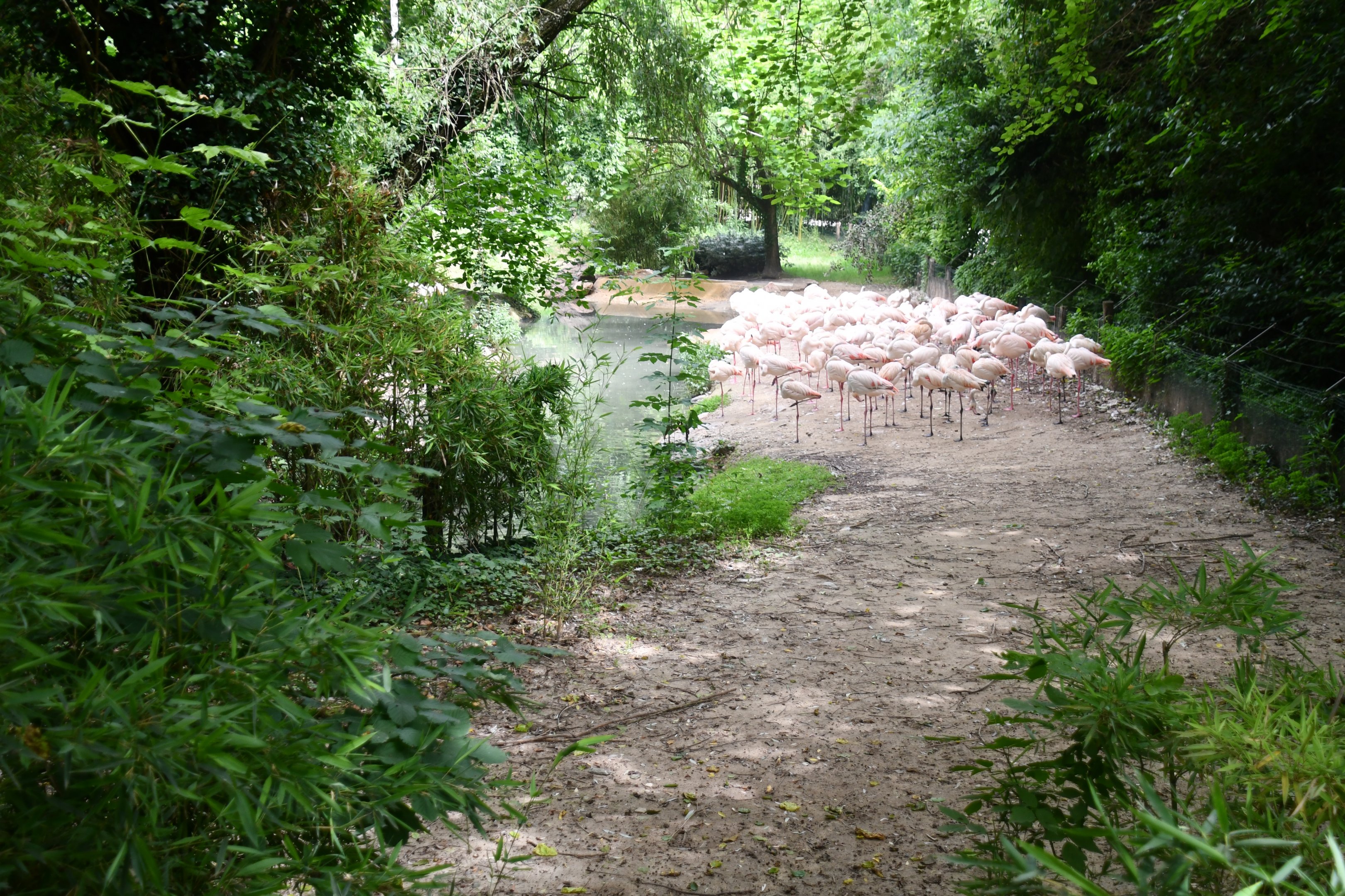 Greater Flamingos exhibit
