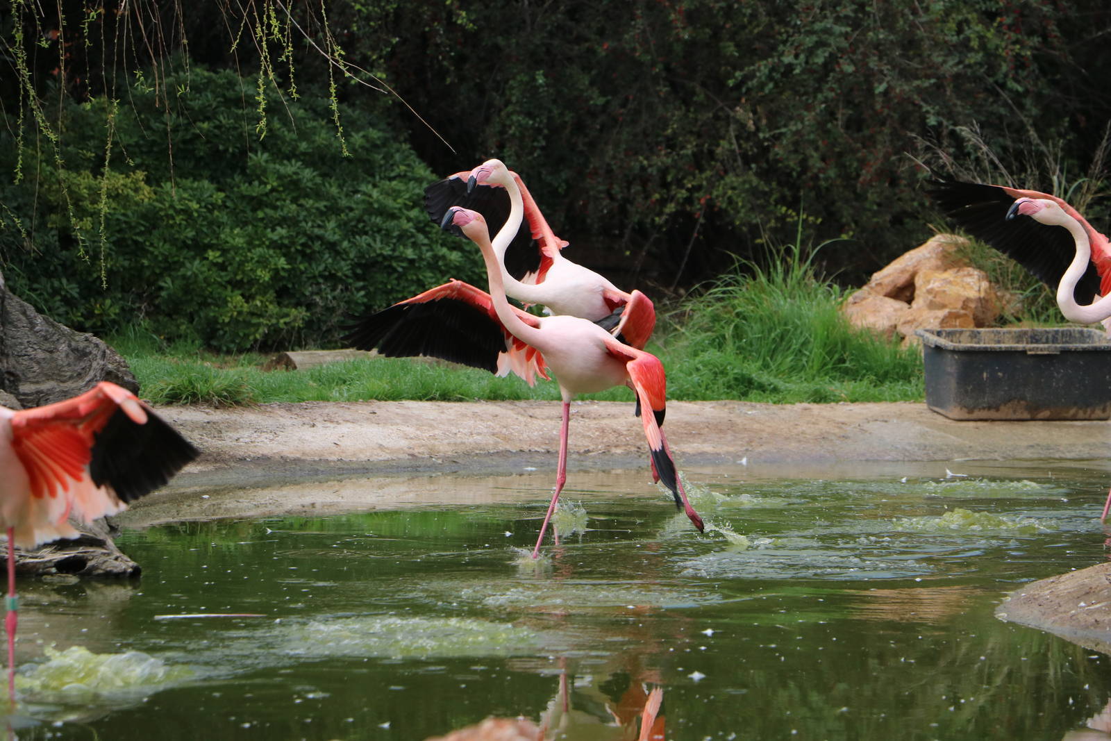 Greater flamingos, February 2016