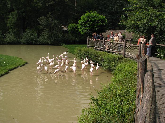 Greater flamingos feeding