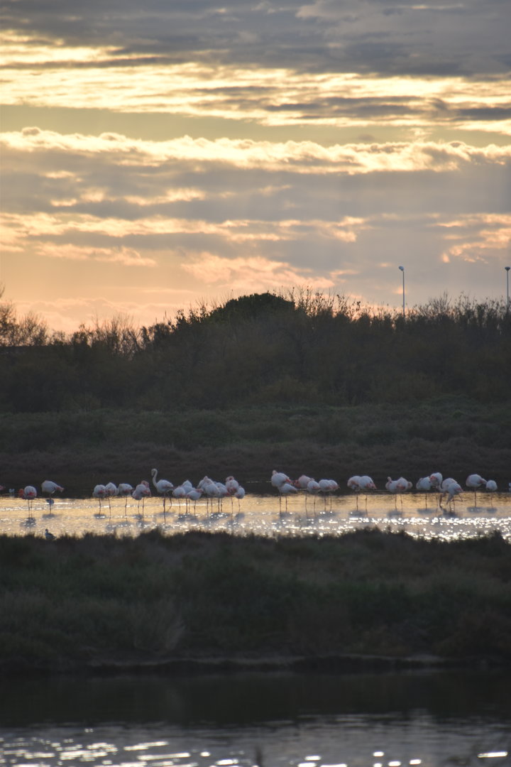 Greater flamingos flock at sunset