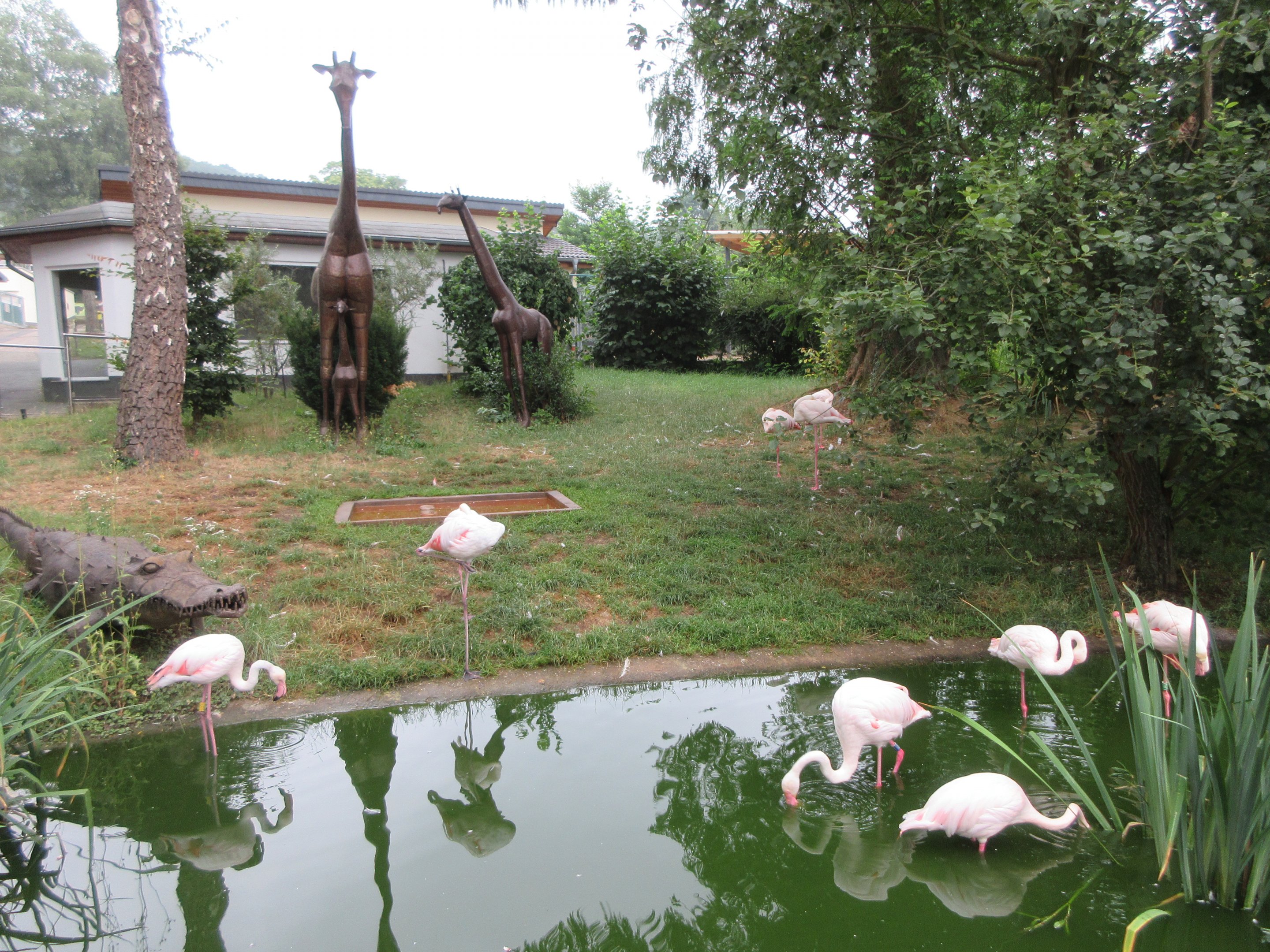 Greater Flamingos + Giraffe Statues