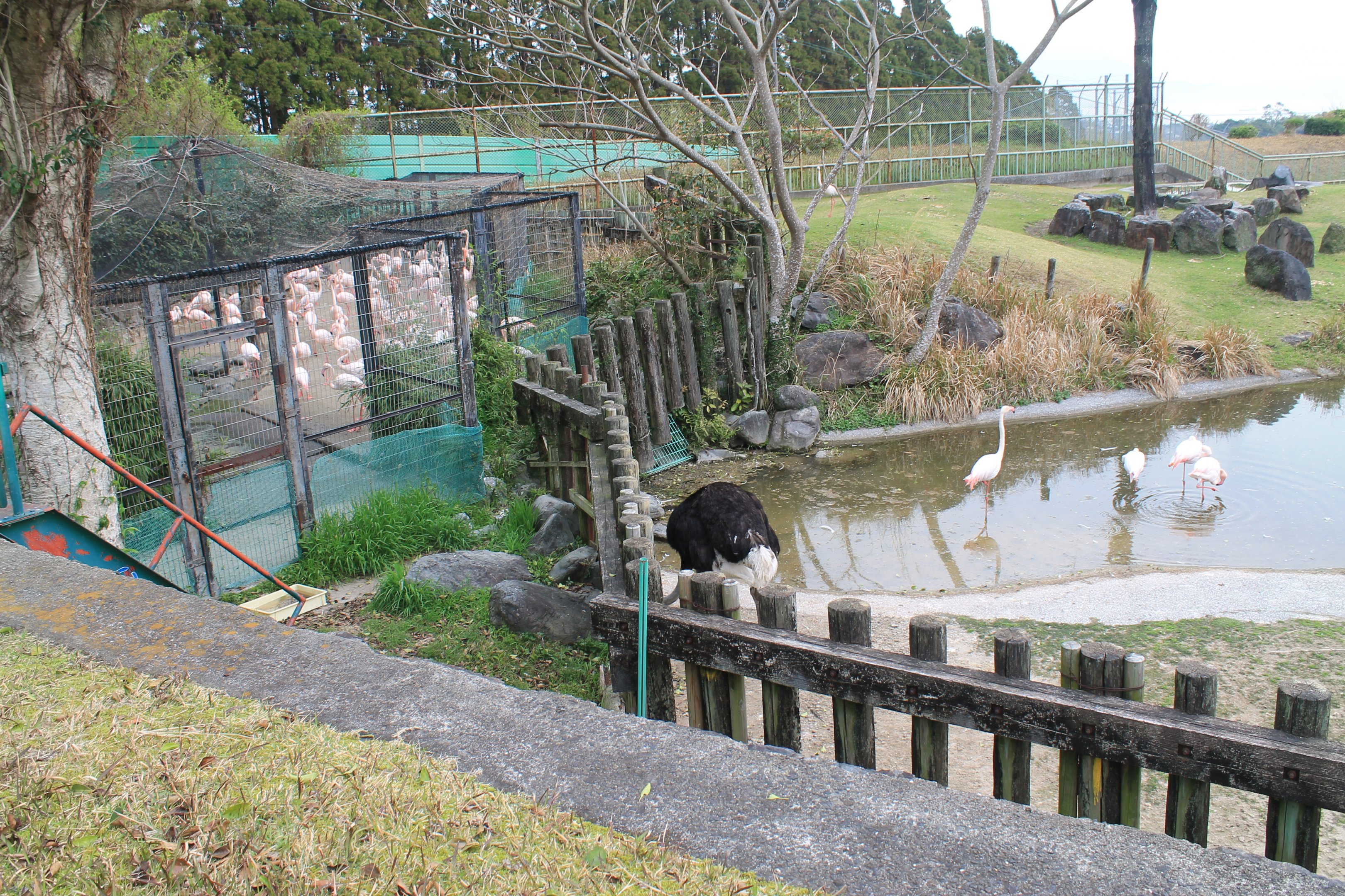 Greater Flamingos - Hirakawa Zoo (Kagoshima)